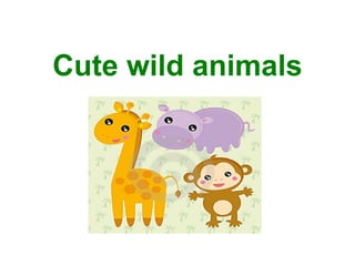 Cute wild animals 