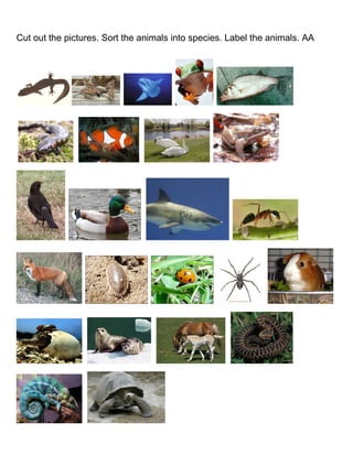Cut out the pictures. Sort the animals into species. Label the animals. AA
 