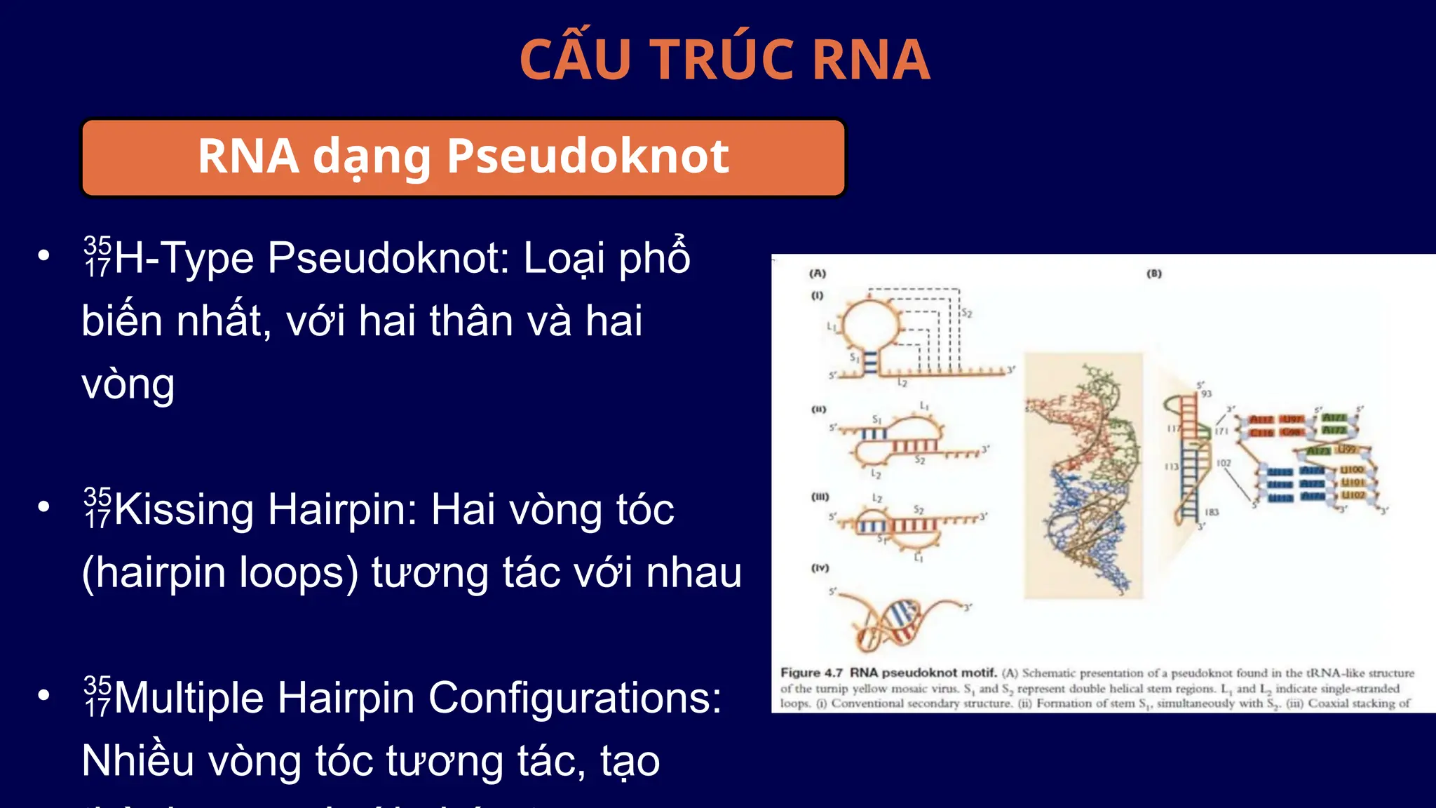 CẤU TRÚC RNA
• H-Type Pseudoknot: Loại phổ
biến nhất, với hai thân và hai
vòng
• Kissing Hairpin: Hai vòng tóc
(hairpin loops) tương tác với nhau
• Multiple Hairpin Configurations:
Nhiều vòng tóc tương tác, tạo
RNA dạng Pseudoknot
 