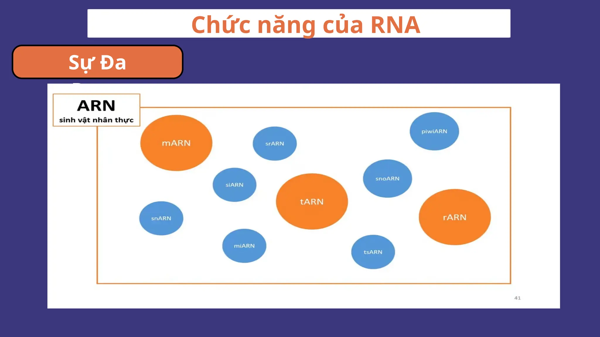 Chức năng của RNA
Sự Đa
Dạng
 