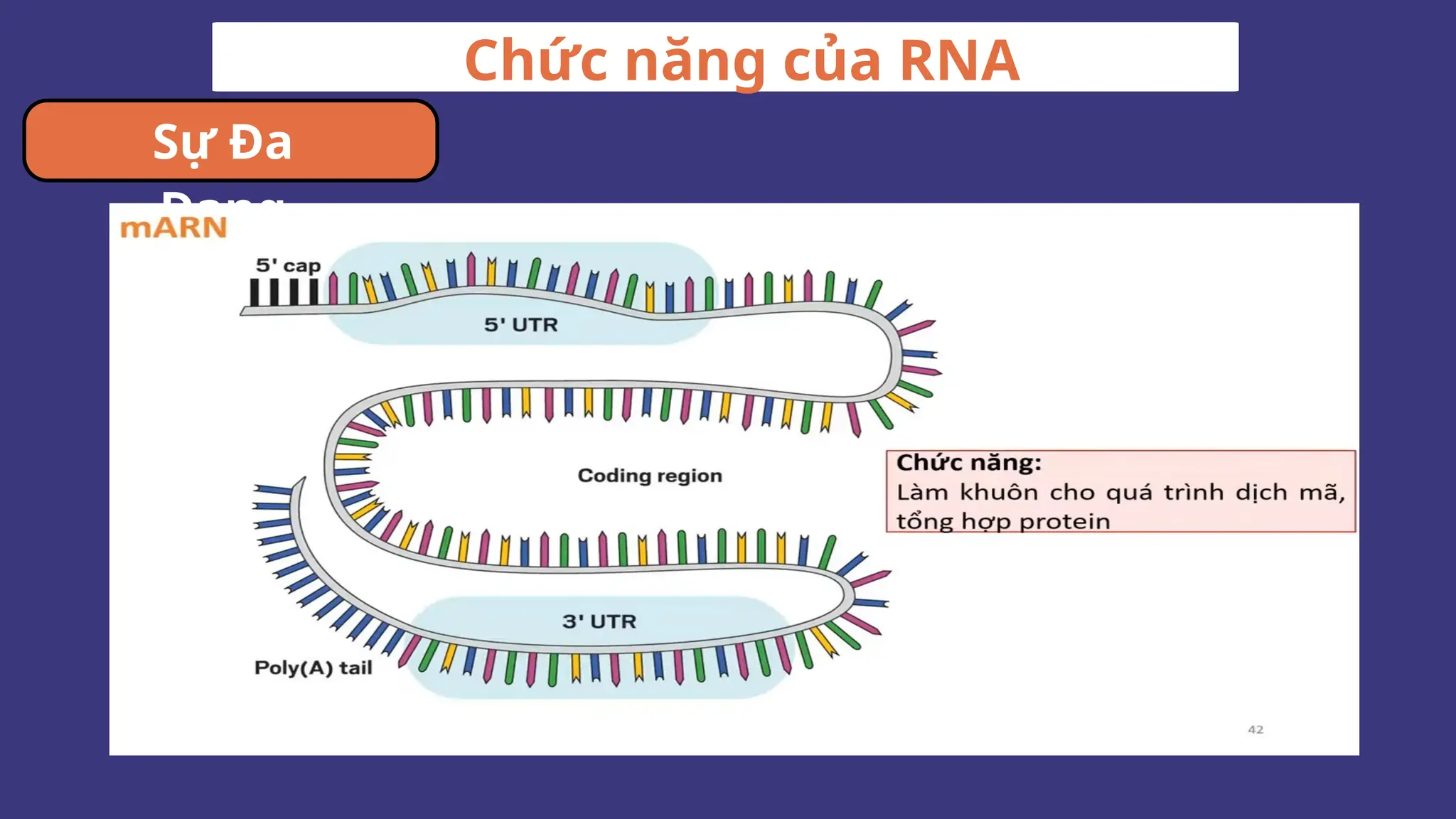 Chức năng của RNA
Sự Đa
Dạng
 