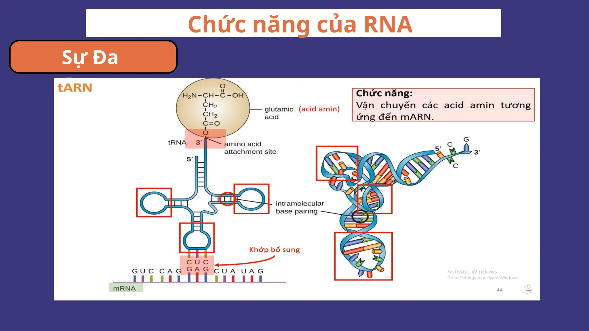 Chức năng của RNA
Sự Đa
Dạng
 