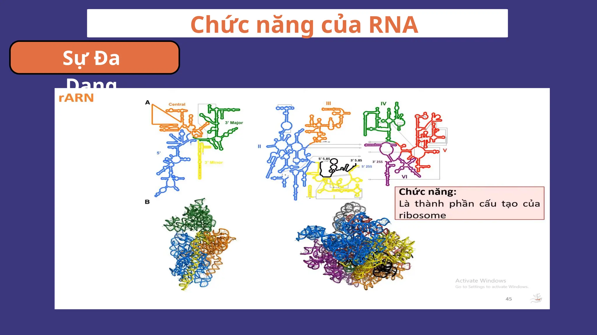 Chức năng của RNA
Sự Đa
Dạng
 