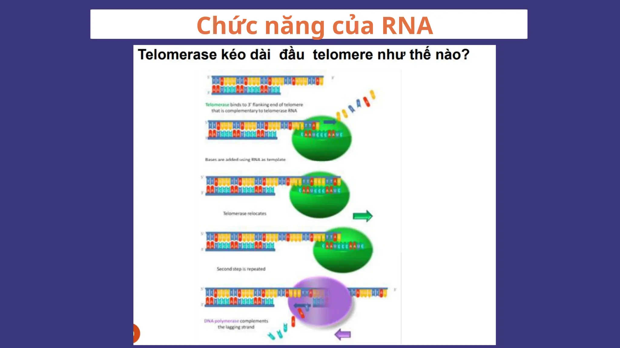 Chức năng của RNA
 