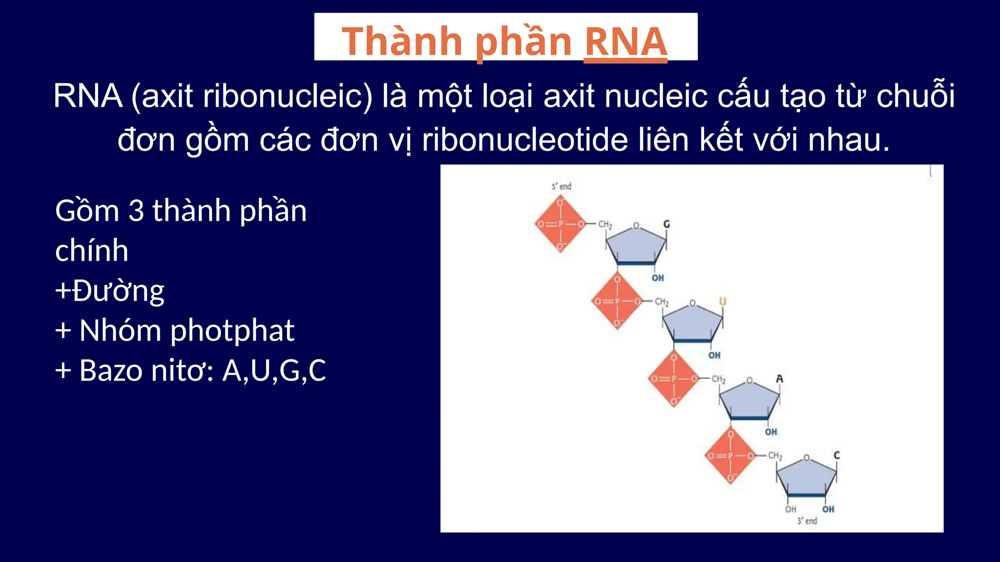 Thành phần RNA
RNA (axit ribonucleic) là một loại axit nucleic cấu tạo từ chuỗi
đơn gồm các đơn vị ribonucleotide liên kết với nhau.
Gồm 3 thành phần
chính
+Đường
+ Nhóm photphat
+ Bazo nitơ: A,U,G,C
 