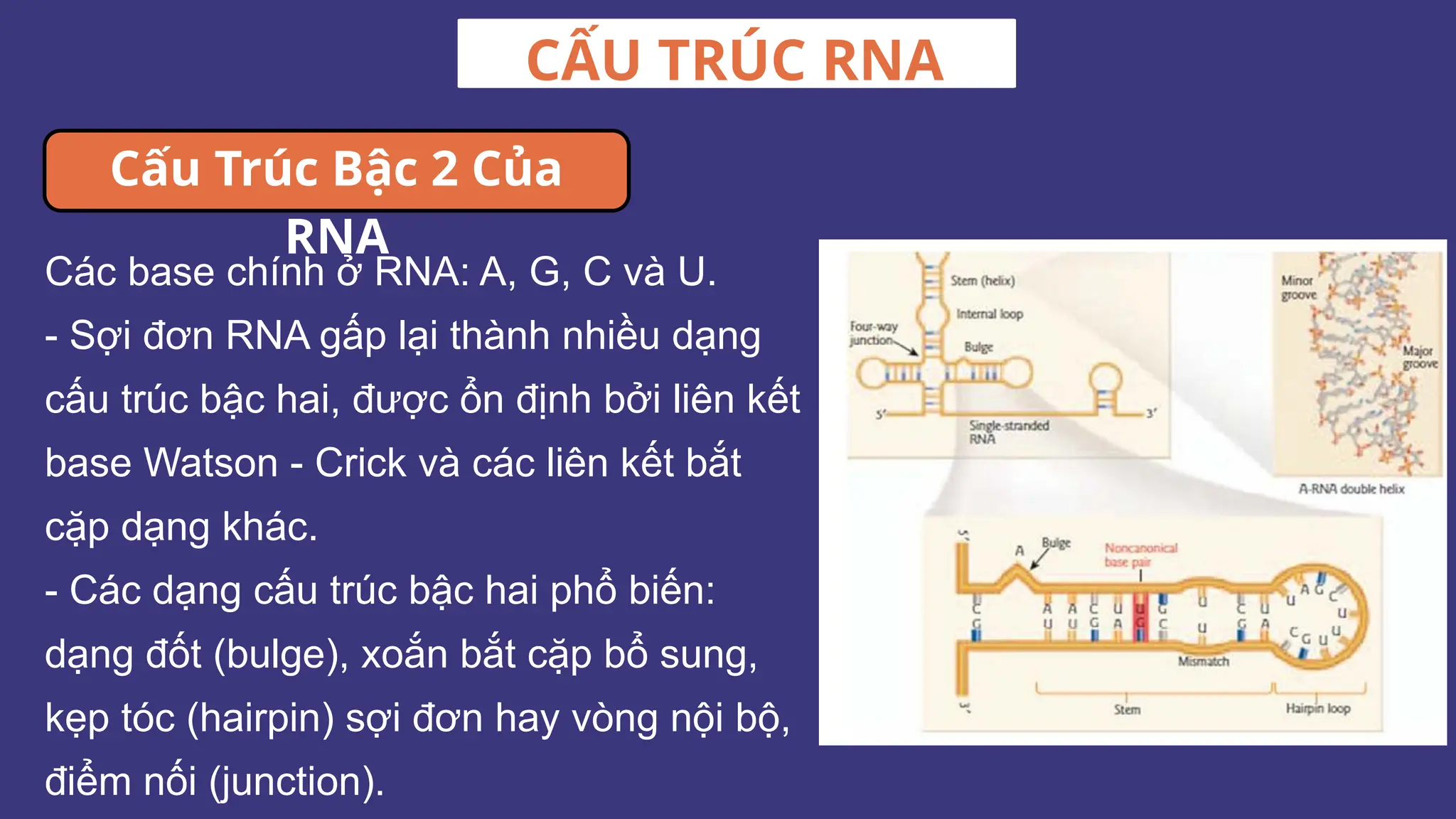 Các base chính ở RNA: A, G, C và U.
- Sợi đơn RNA gấp lại thành nhiều dạng
cấu trúc bậc hai, được ổn định bởi liên kết
base Watson - Crick và các liên kết bắt
cặp dạng khác.
- Các dạng cấu trúc bậc hai phổ biến:
dạng đốt (bulge), xoắn bắt cặp bổ sung,
kẹp tóc (hairpin) sợi đơn hay vòng nội bộ,
điểm nối (junction).
CẤU TRÚC RNA
Cấu Trúc Bậc 2 Của
RNA
 