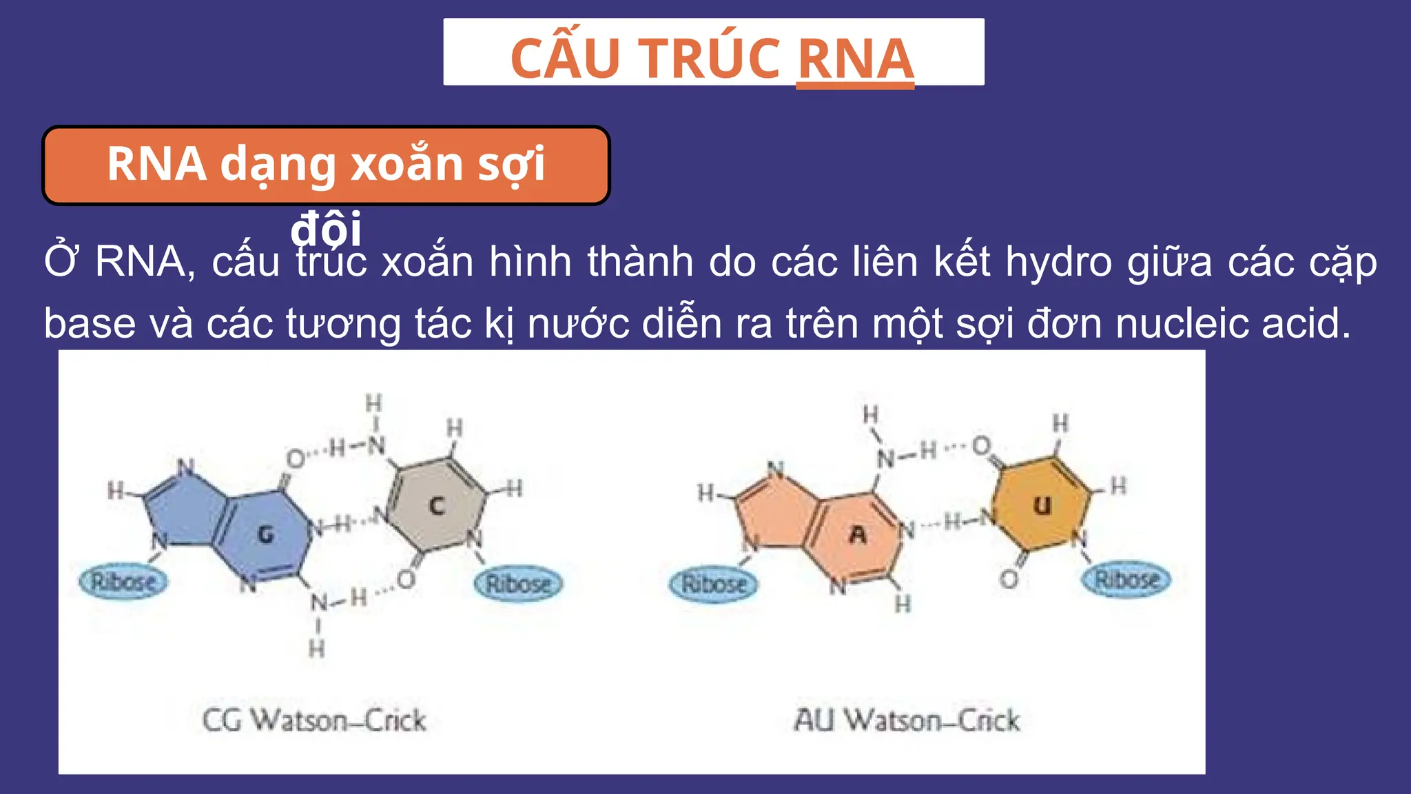 Ở RNA, cấu trúc xoắn hình thành do các liên kết hydro giữa các cặp
base và các tương tác kị nước diễn ra trên một sợi đơn nucleic acid.
CẤU TRÚC RNA
RNA dạng xoắn sợi
đôi
 