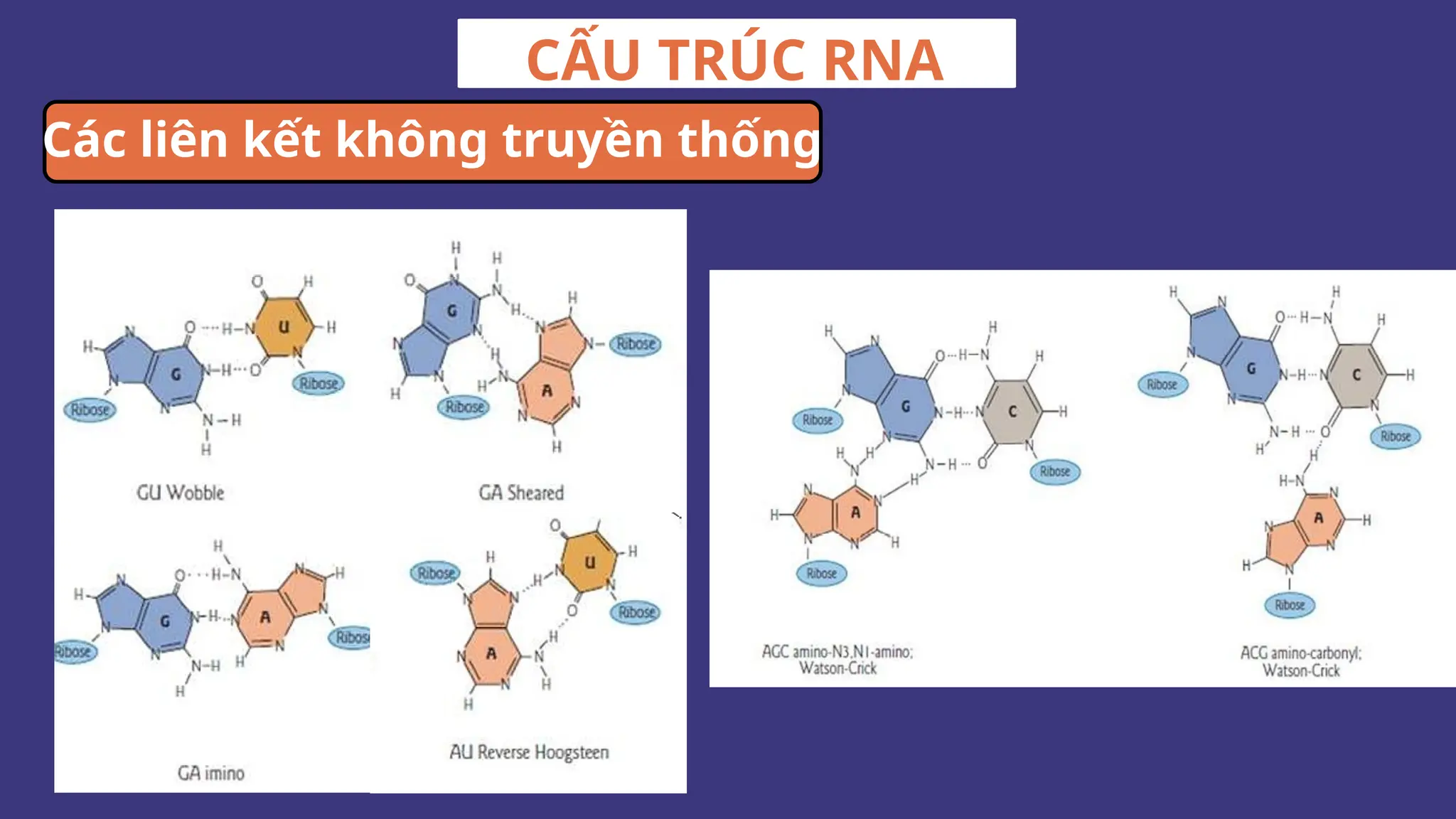 CẤU TRÚC RNA
Các liên kết không truyền thống
 
