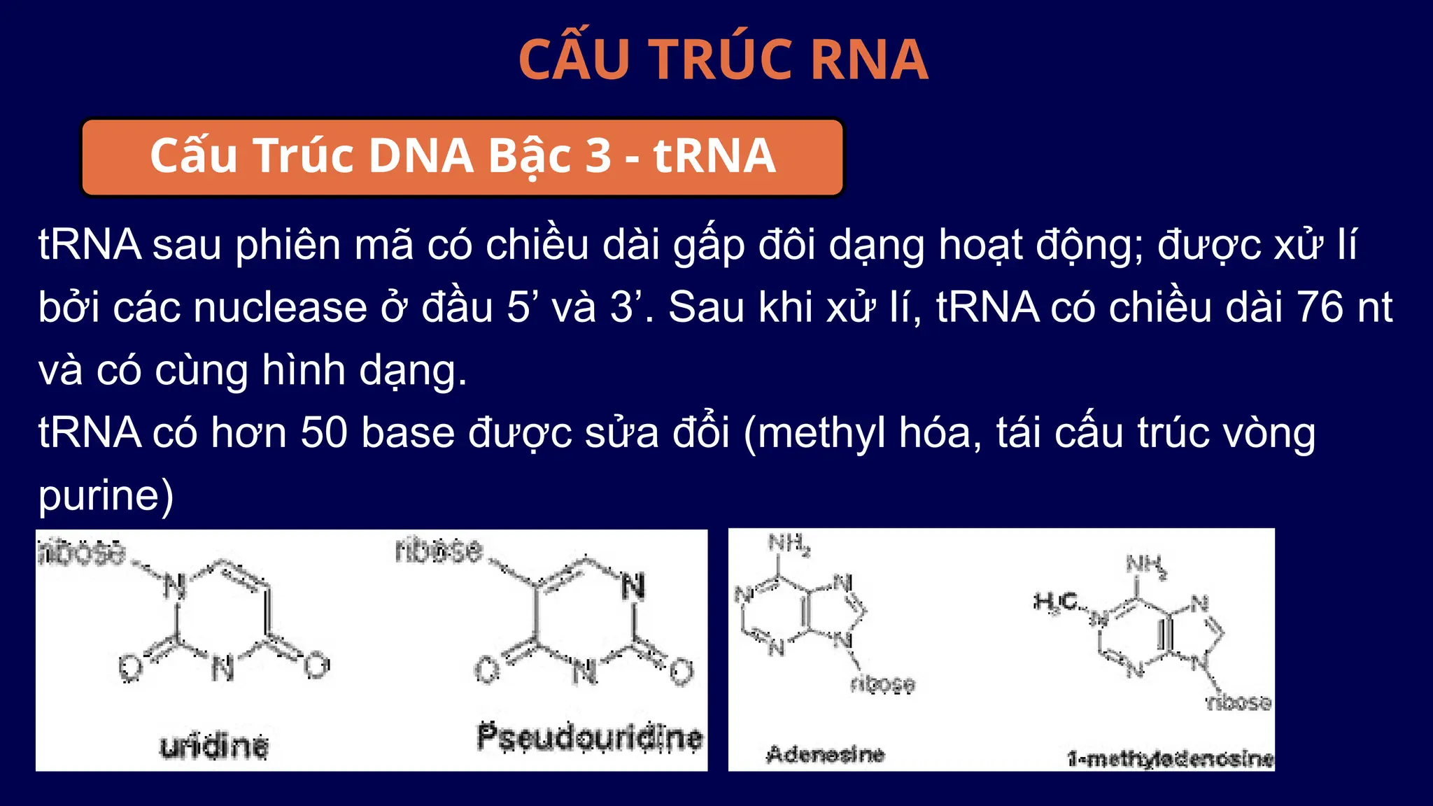 CẤU TRÚC RNA
tRNA sau phiên mã có chiều dài gấp đôi dạng hoạt động; được xử lí
bởi các nuclease ở đầu 5’ và 3’. Sau khi xử lí, tRNA có chiều dài 76 nt
và có cùng hình dạng.
tRNA có hơn 50 base được sửa đổi (methyl hóa, tái cấu trúc vòng
purine)
Cấu Trúc DNA Bậc 3 - tRNA
 