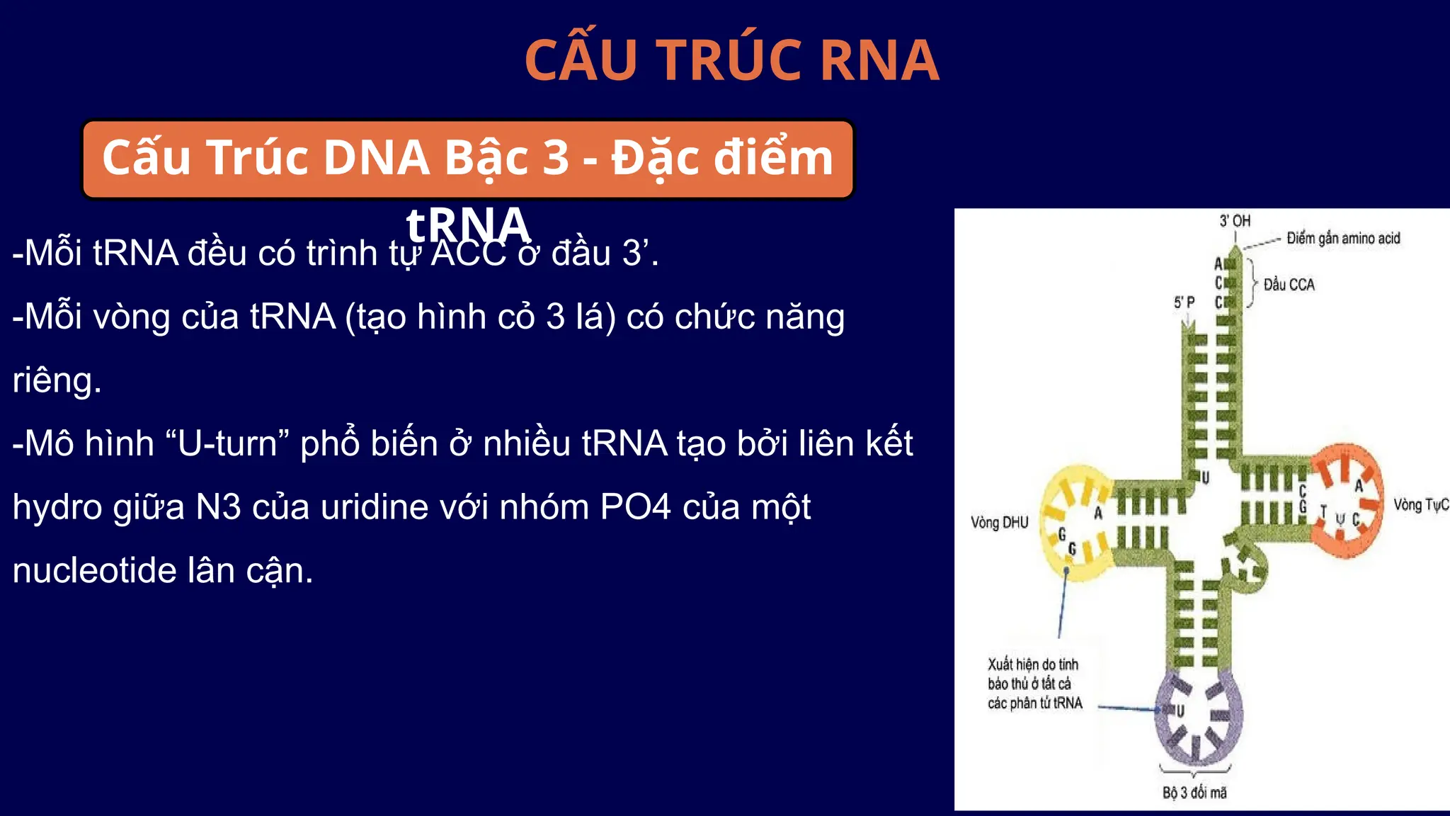 CẤU TRÚC RNA
-Mỗi tRNA đều có trình tự ACC ở đầu 3’.
-Mỗi vòng của tRNA (tạo hình cỏ 3 lá) có chức năng
riêng.
-Mô hình “U-turn” phổ biến ở nhiều tRNA tạo bởi liên kết
hydro giữa N3 của uridine với nhóm PO4 của một
nucleotide lân cận.
Cấu Trúc DNA Bậc 3 - Đặc điểm
tRNA
 