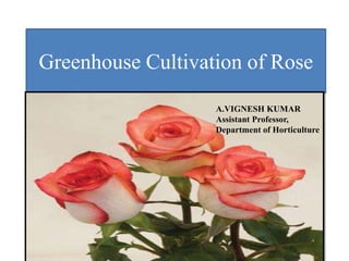 Greenhouse Cultivation of Rose
A.VIGNESH KUMAR
Assistant Professor,
Department of Horticulture
 