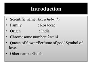 Introduction
• Scientific name: Rosa hybrida
• Family : Rosaceae
• Origin : India
• Chromosome number: 2n=14
• Queen of fl...