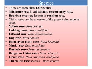 Species
• There are more than 120 species.
• Miniature rose is called baby rose or fairy rose.
• Bourbon roses are known a...