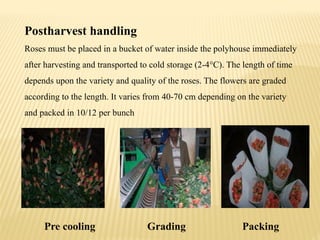 Cooling Process Roses Storage Cut Rose.pptxbzkzjsmslsobksksnbsnsksksnsnnn | PPTX