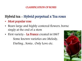 Cut Rose or Dutch rose.ppt