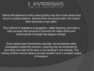 Stems still attached to their parent plants may form roots where they
 touch a rooting medium. Severed from the parent plant, the rooted
                      stem becomes a new plant.

 This method of vegetative propagation, called layering, promotes a
     high success rate because it prevents the water stress and
            carbohydrate shortage that plague cuttings.


     Some plants layer themselves naturally, but sometimes plant
    propagators assist the process. Layering may be enhanced by
   wounding one side of the stem or by bending it very sharply. The
rooting medium should always provide aeration and a constant supply
                             of moisture.
 