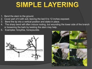 1. Bend the stem to the ground.
2. Cover part of it with soil, leaving the last 6 to 12 inches exposed.
3. Bend the tip into a vertical position and stake in place.
4. The sharp bend will often induce rooting, but wounding the lower side of the branch
   or loosening the bark by twisting the stem may help.
5. Examples: forsythia, honeysuckle.
 