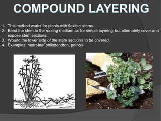1. This method works for plants with flexible stems.
2. Bend the stem to the rooting medium as for simple layering, but alternately cover and
   expose stem sections.
3. Wound the lower side of the stem sections to be covered.
4. Examples: heart-leaf philodendron, pothos
 
