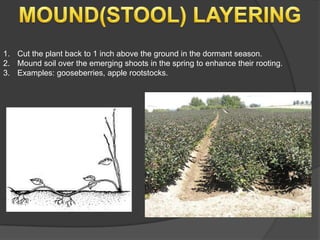 1. Cut the plant back to 1 inch above the ground in the dormant season.
2. Mound soil over the emerging shoots in the spring to enhance their rooting.
3. Examples: gooseberries, apple rootstocks.
 