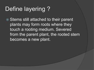 Define layering ?
 Stems still attached to their parent
 plants may form roots where they
 touch a rooting medium. Severed
 from the parent plant, the rooted stem
 becomes a new plant.
 