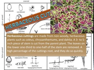 Herbaceous cuttings are made from non-woody, herbaceous
plants such as coleus, chrysanthemums, and dahlia. A 3- to 5-
inch piece of stem is cut from the parent plant. The leaves on
the lower one-third to one-half of the stem are removed. A
high percentage of the cuttings root, and they do so quickly.
 