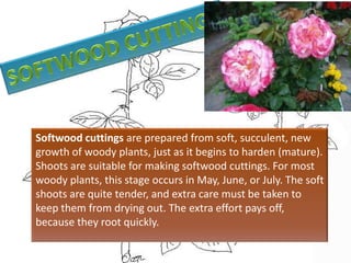 Softwood cuttings are prepared from soft, succulent, new
growth of woody plants, just as it begins to harden (mature).
Shoots are suitable for making softwood cuttings. For most
woody plants, this stage occurs in May, June, or July. The soft
shoots are quite tender, and extra care must be taken to
keep them from drying out. The extra effort pays off,
because they root quickly.
 