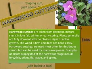 Hardwood cuttings are taken from dormant, mature
stems in late fall, winter, or early spring. Plants generally
are fully dormant with no obvious signs of active
growth. The wood is firm and does not bend easily.
Hardwood cuttings are used most often for deciduous
shrubs but can be used for many evergreens. Examples
of plants propagated at the hardwood stage include
forsythia, privet, fig, grape, and spirea.
 