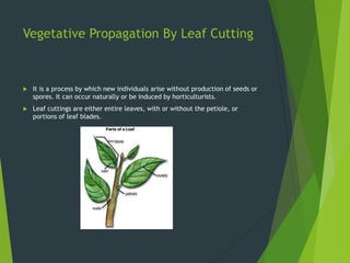 Vegetative Propagation By Leaf Cutting



   It is a process by which new individuals arise without production of seeds or
    spores. It can occur naturally or be induced by horticulturists.
   Leaf cuttings are either entire leaves, with or without the petiole, or
    portions of leaf blades.
 