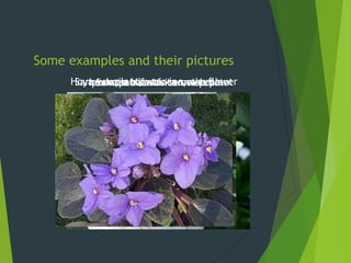 Some examples and their pictures
     Hoya-waxplant, waxvine,violet
           Saintpaulia-African waxflower
      Sansevieria trifasciata-snake plant
         Ipomoea batatas-sweet potato
 