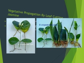    The jasmine or sampaguita is a popular plant because of the pleasing
    fragrance that its flowers emit.
   The process of regeneration of plant organs from leaf cuttings always starts
    with the development of roots followed by the shoot. Then, finally, the
    certainty: small sampaguita plants started growing.
 