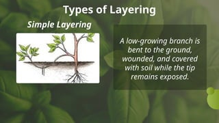 Types Of Layering Comprehensive Guide to Cutting and Layering Techniques in Vegetative ...