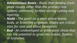 Undeveloped Roots Comprehensive Guide to Cutting and Layering Techniques in Vegetative ...