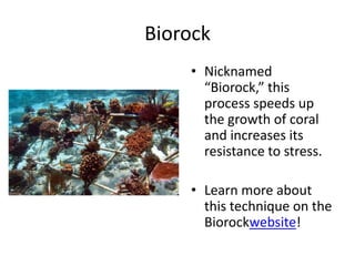 Biorock
    • Nicknamed
      “Biorock,” this
      process speeds up
      the growth of coral
      and increases its
      resistance to stress.

    • Learn more about
      this technique on the
      Biorockwebsite!
 