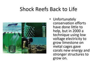 Shock Reefs Back to Life
            • Unfortunately
              conservation efforts
              have done little to
              help, but in 2000 a
              technique using low
              voltage electricity to
              grow limestone on
              metal cages gave
              corals new energy and
              stronger structures to
              grow on.
 