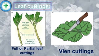 Cuttings(hort 301) | PPTX