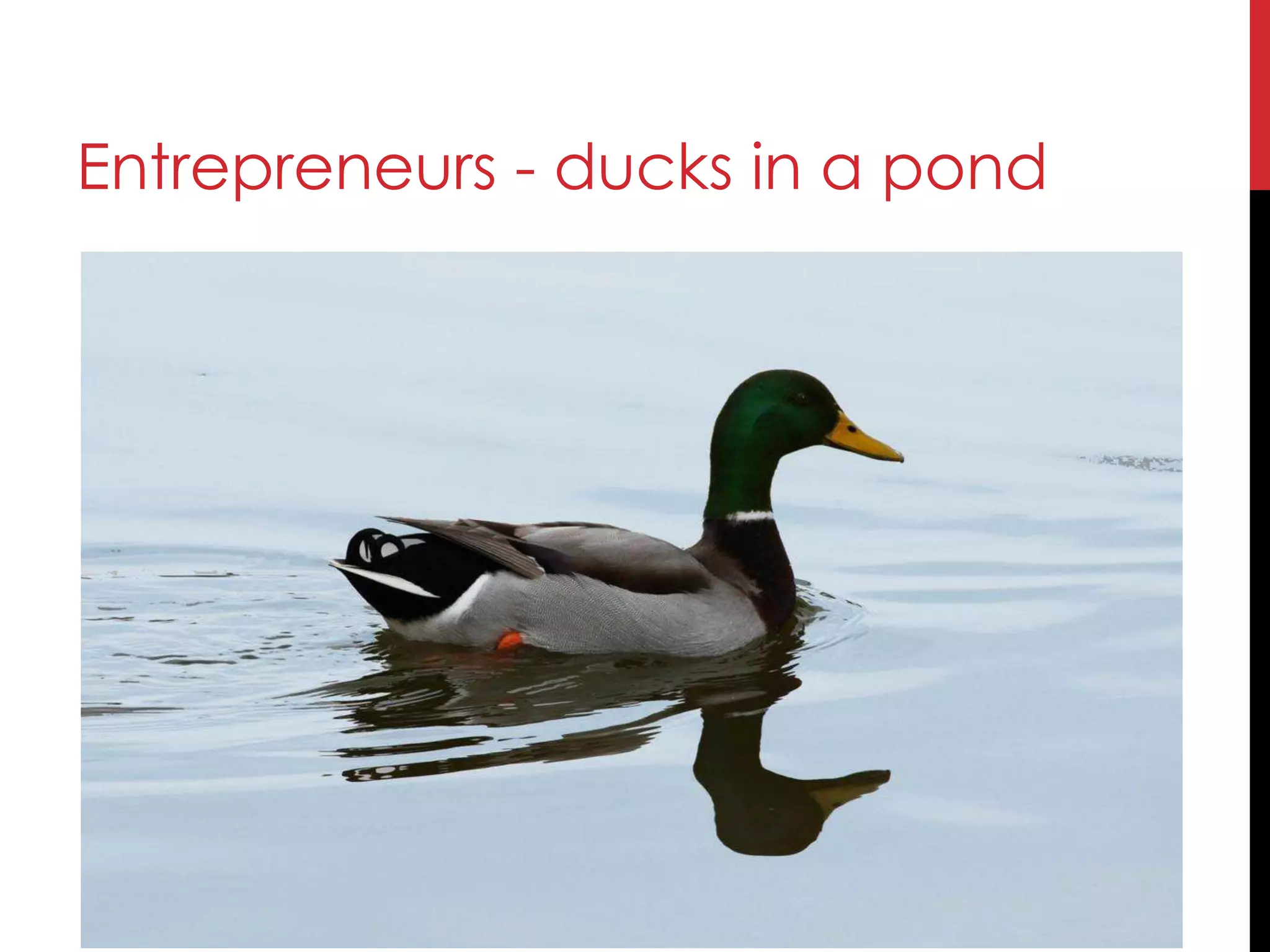 Entrepreneurs - ducks in a pond
 