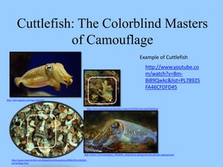 Cuttlefish: The Colorblind Masters
                    of Camouflage
                                                                                                                            Example of Cuttlefish
                                                                                                                                 http://www.youtube.co
                                                                                                                                 m/watch?v=Bm-
                                                                                                                                 8i89Qwkc&list=PL78925
                                                                                                                                 FA46CFDFD45

http://web.stagram.com/tag/cuttlefish/


                                                                         http://www.nicerweb.com/sketches/video/NATGEO-DevilsOfTheDeep/




                                                                       http://www.123rf.com/photo_5962644_cuttlefish-at-palong-divesite-phi-phi-thailand.html

    http://www.newscientist.com/blog/shortsharpscience/2006/04/cuttlefish-
    camouflage.html
 