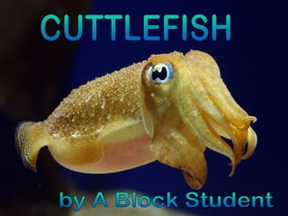 CUTTLEFISH by A Block Student 