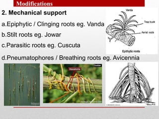 2. Mechanical support
a.Epiphytic / Clinging roots eg. Vanda
Modifications
b.Stilt roots eg. Jowar
c.Parasitic roots eg. Cuscuta
d.Pneumatophores / Breathing roots eg. Avicennia
 