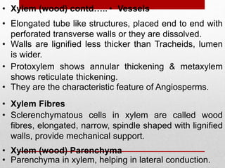 • Xylem (wood) contd…..
• Elongated tube like structures, placed end to end with
perforated transverse walls or they are dissolved.
• Walls are lignified less thicker than Tracheids, lumen
is wider.
• Vessels
• Protoxylem shows annular thickening & metaxylem
shows reticulate thickening.
• They are the characteristic feature of Angiosperms.
• Xylem Fibres
• Sclerenchymatous cells in xylem are called wood
fibres, elongated, narrow, spindle shaped with lignified
walls, provide mechanical support.
• Xylem (wood) Parenchyma
• Parenchyma in xylem, helping in lateral conduction.
 