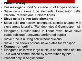 • Phloem (bast)
• Passes organic food & is made up of 4 types of cells.
• Sieve cells / sieve tube elements, Companion cells,
Phloem Parenchyma, Phloem fibres.
• Sieve cells / sieve tube elements
• Sieve cells are narrow, elongated, spindle shaped with
sieve areas laterally. (Pteridophytes & Gymnosperms)
• Elongated, tubular tubes in linear rows, have sieve
plates (oblique/transverse perforated septa).
• Sieve tube is a living cell without nucleus.
• Sieve tube shows porous sieve plates for transport
• Companion cell
• Elongated cells with large nucleus on the sides of tube
• Thin walled communicate by sieve tubes by pits.
• Present only in Angiosperms
 