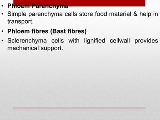 • Phloem Parenchyma
• Simple parenchyma cells store food material & help in
transport.
• Phloem fibres (Bast fibres)
• Sclerenchyma cells with lignified cellwall provides
mechanical support.
 