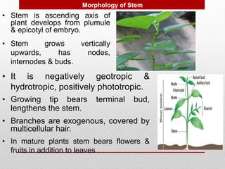 • Stem is ascending axis of
plant develops from plumule
& epicotyl of embryo.
• Stem grows vertically
upwards, has nodes,
internodes & buds.
• It is negatively geotropic &
hydrotropic, positively phototropic.
Morphology of Stem
• Growing tip bears terminal bud,
lengthens the stem.
• Branches are exogenous, covered by
multicellular hair.
• In mature plants stem bears flowers &
fruits in addition to leaves .
 