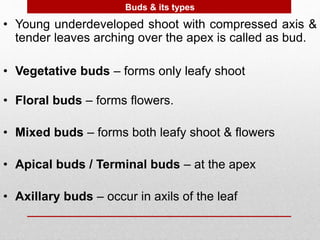 • Young underdeveloped shoot with compressed axis &
tender leaves arching over the apex is called as bud.
• Vegetative buds – forms only leafy shoot
• Floral buds – forms flowers.
• Mixed buds – forms both leafy shoot & flowers
• Apical buds / Terminal buds – at the apex
• Axillary buds – occur in axils of the leaf
Buds & its types
 