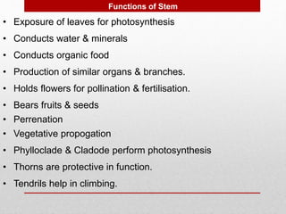 Functions of Stem
• Exposure of leaves for photosynthesis
• Conducts water & minerals
• Conducts organic food
• Production of similar organs & branches.
• Holds flowers for pollination & fertilisation.
• Vegetative propogation
• Perrenation
• Bears fruits & seeds
• Phylloclade & Cladode perform photosynthesis
• Thorns are protective in function.
• Tendrils help in climbing.
 