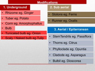 Modifications
1. Underground
• Rhizome eg. Ginger
• Bulb
• Tuber eg. Potato
• Corm eg. Amorphophallus
• Scaly / Naked bulb eg.Tulip
• Tunicated bulb eg. Onion
2. Sub aerial
• Stolons eg. Ferns
• Runner eg. Oxalis
3. Aerial / Epiterranean
• StemTendrils eg. Passiflora
• Cladode eg. Asparagus
• Thorns eg. Citrus
• Phylloclade eg. Opuntia
• Bulbil eg. Dioscorea
 