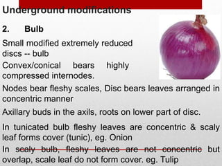 Underground modifications
2. Bulb
Small modified extremely reduced
discs -- bulb
Convex/conical bears highly
compressed internodes.
Nodes bear fleshy scales, Disc bears leaves arranged in
concentric manner
Axillary buds in the axils, roots on lower part of disc.
In tunicated bulb fleshy leaves are concentric & scaly
leaf forms cover (tunic), eg. Onion
In scaly bulb, fleshy leaves are not concentric but
overlap, scale leaf do not form cover. eg. Tulip
 
