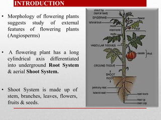 • A flowering plant has a long
cylindrical axis differentiated
into underground Root System
& aerial Shoot System.
• Shoot System is made up of
stem, branches, leaves, flowers,
fruits & seeds.
• Morphology of flowering plants
suggests study of external
features of flowering plants
(Angiosperms)
• INTRODUCTION
 