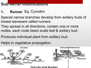Sub Aerial modifications
1. Runner
Special narrow branches develop from axillary buds of
lowest leavesare called runners
They spread in all directions, contain one or more
nodes, each node bears scale leaf & axillary bud.
Produces individual plant from axillary bud.
Helps in vegetative propogation.
Eg. Cynodon
 