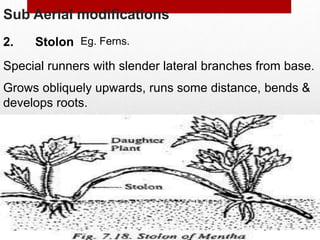 Sub Aerial modifications
2. Stolon
Special runners with slender lateral branches from base.
Grows obliquely upwards, runs some distance, bends &
develops roots.
Eg. Ferns.
 